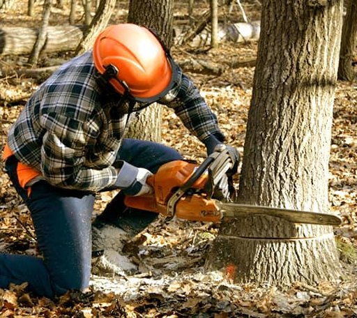 Tree Removal in Mission Hill, SD